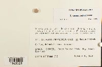 Seligeria campylopoda image