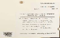 Seligeria campylopoda image