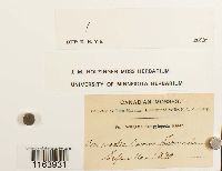 Seligeria campylopoda image