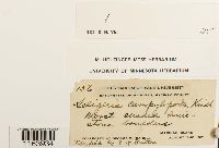 Seligeria campylopoda image