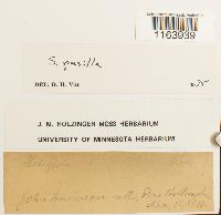 Seligeria pusilla image