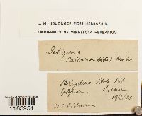 Seligeria calcarea image