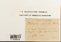 Seligeria calcarea image