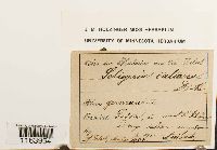 Seligeria calcarea image