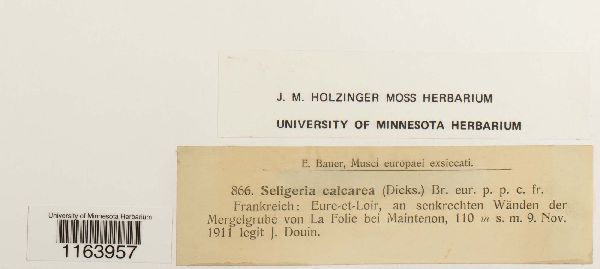 Seligeria calcarea image