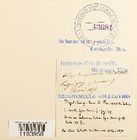 Seligeria calcarea image