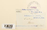 Seligeria calcarea image