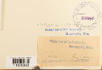 Seligeria calcarea image