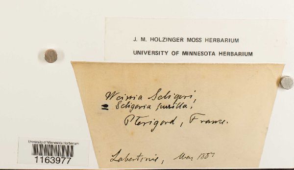 Seligeria pusilla image