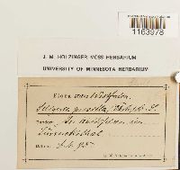 Seligeria pusilla image