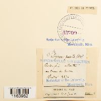 Seligeria pusilla image