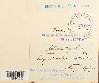 Seligeria trifaria image