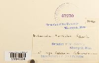 Seligeria trifaria image