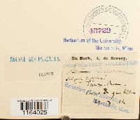 Seligeria trifaria image