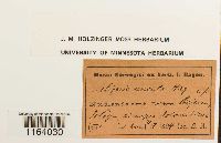 Seligeria tristichoides image