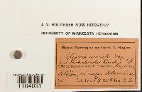 Seligeria tristichoides image