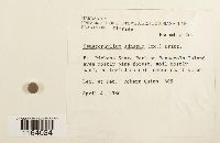 Sematophyllum adnatum image