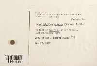 Sematophyllum adnatum image