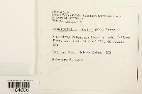 Sematophyllum adnatum image