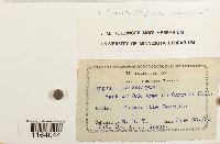 Sematophyllum adnatum image