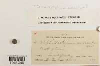 Sematophyllum adnatum image