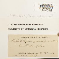 Sematophyllum adnatum image