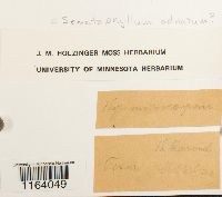 Sematophyllum adnatum image