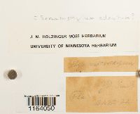 Sematophyllum adnatum image