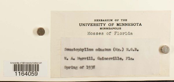 Sematophyllum adnatum image