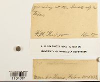 Sematophyllum adnatum image