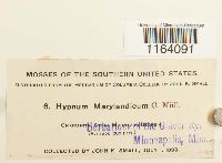 Sematophyllum marylandicum image