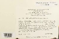 Sphagnum contortum image