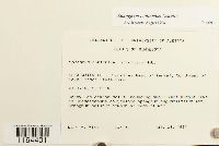 Sphagnum contortum image