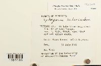 Sphagnum contortum image