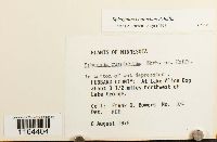 Sphagnum contortum image