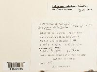 Sphagnum contortum image