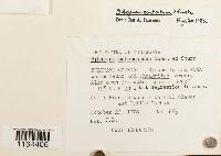 Sphagnum contortum image