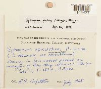 Sphagnum fallax image