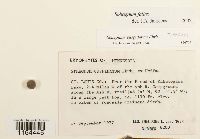 Sphagnum fallax image