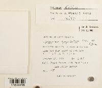 Sphagnum fallax image