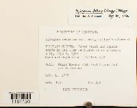 Sphagnum fallax image