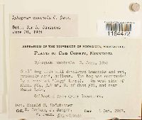 Sphagnum centrale image