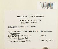 Sphagnum centrale image