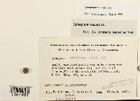 Sphagnum centrale image