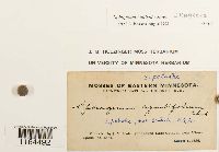 Sphagnum centrale image