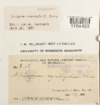 Sphagnum centrale image