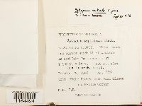 Sphagnum centrale image