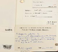 Sphagnum centrale image