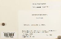 Sphagnum centrale image