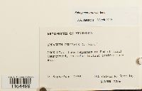 Sphagnum centrale image